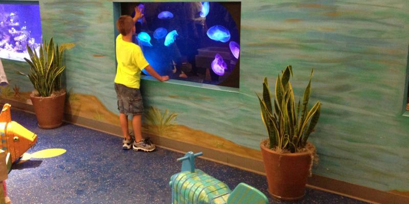 Saint Louis Zoo Permanently Closes Children&#39;s Zoo, Opening Dinosaur Exhibit - Stl County News